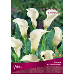 Калла белопятнистая Бордо луковица 14/16 83598104 STLM-2008313