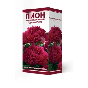 Пион молочноцветковый Адольф руссо разбор 2-3 88294980 STLM-2133262