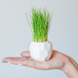 STM-2-02 Набор для выращивания eco мини-кашпо "камушек" Экочеловеки