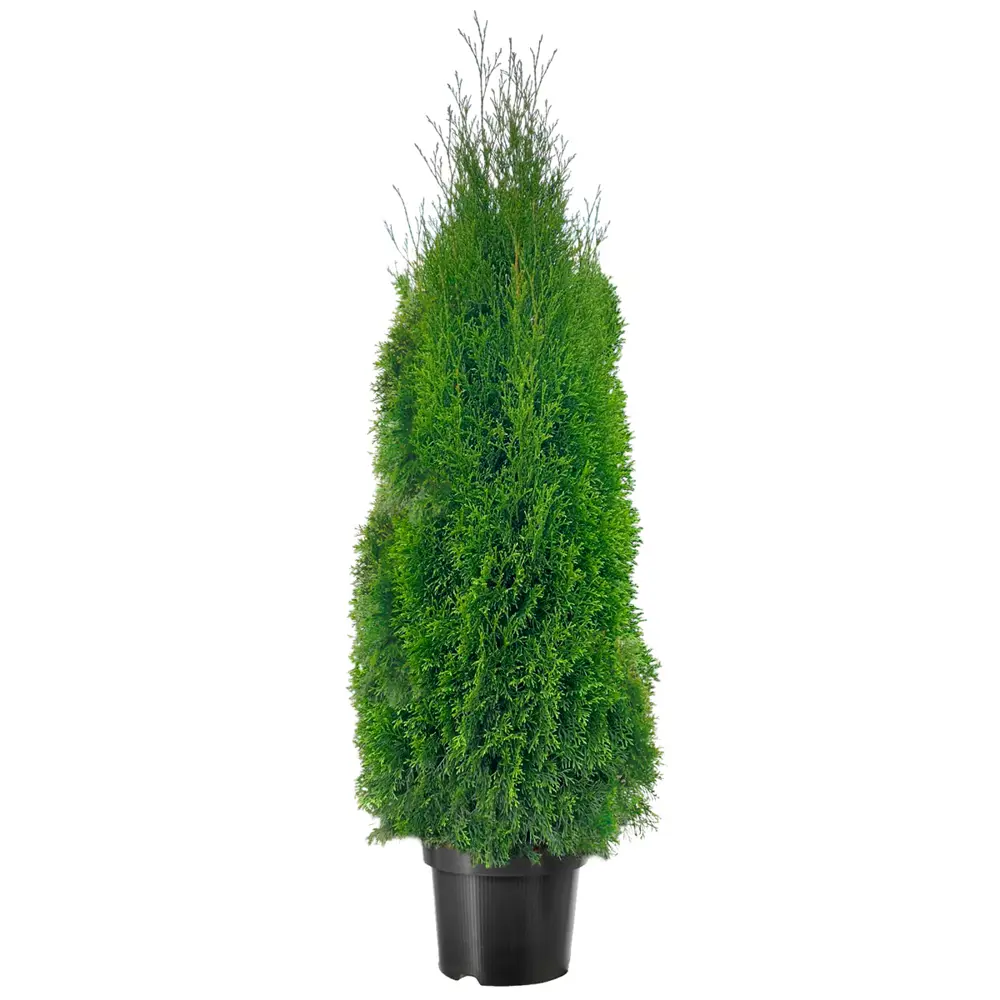 Туя западная Смарагд ø40 h160 - 180 см 84832930 STLM-2165400 PLANTMARKET 