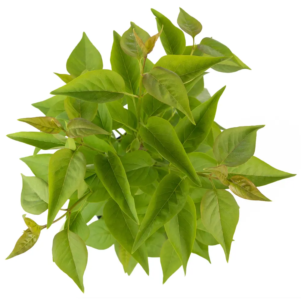 Сирень Надежда Santreyd - цветущий кустарник с лиловыми соцветиями 84841640 STLM-0953148 - Вид №2