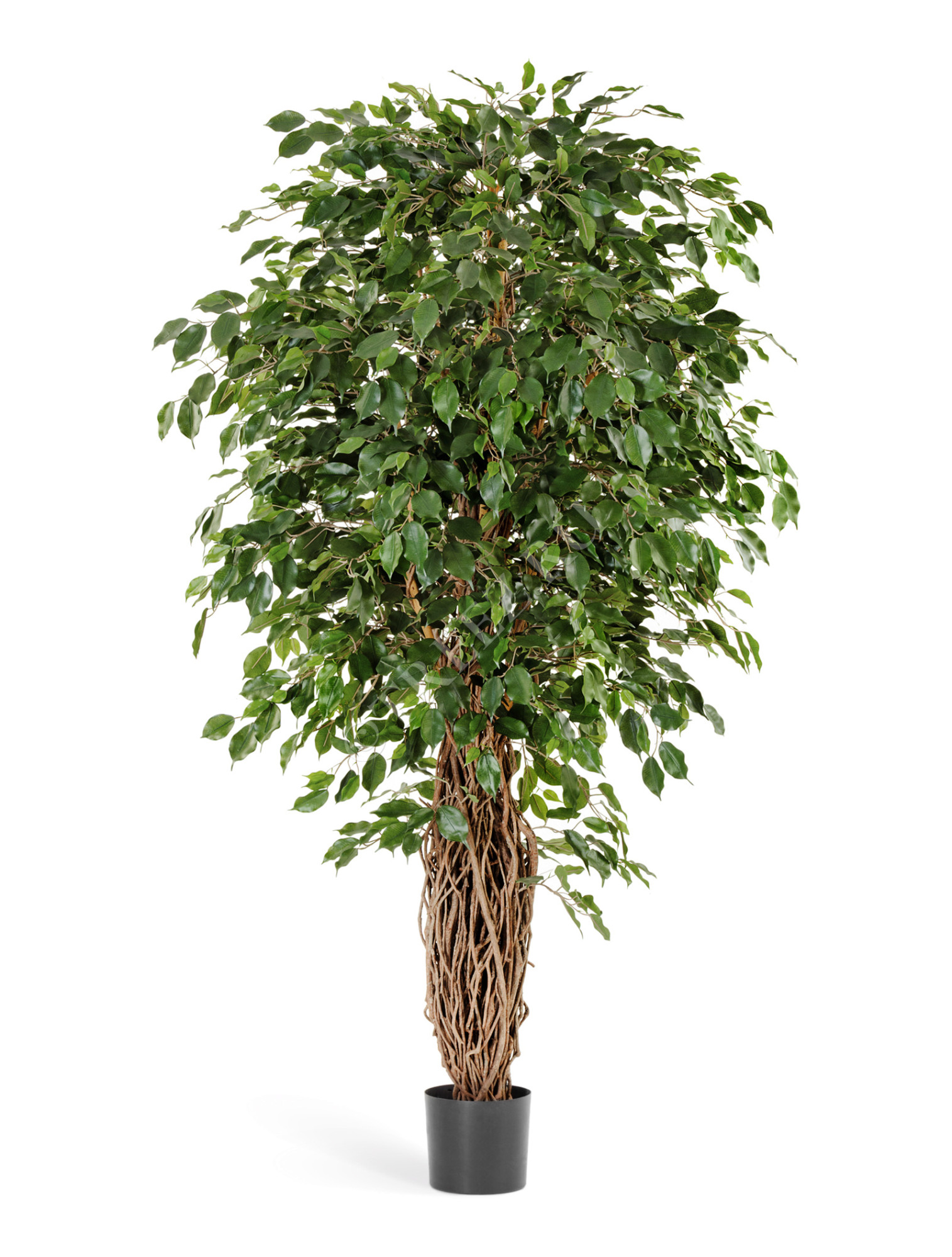 10.30808N Фикус Бенджамина Лиана Де Люкс Цветочная коллекция 