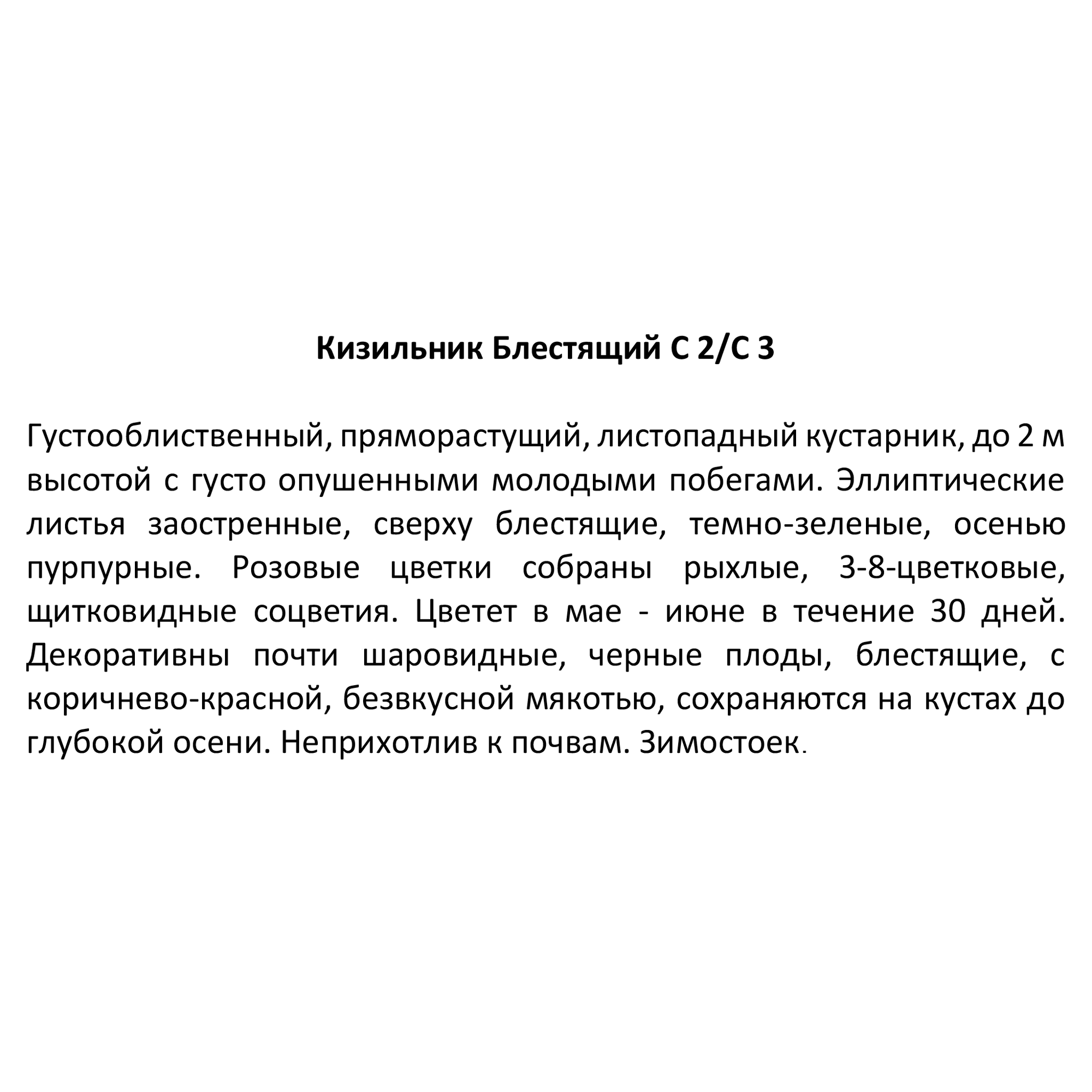 Кизильник блестящий Santreyd - декоративный кустарник с сезонной сменой окраски 85324895 STLM-0061499 - Вид №3