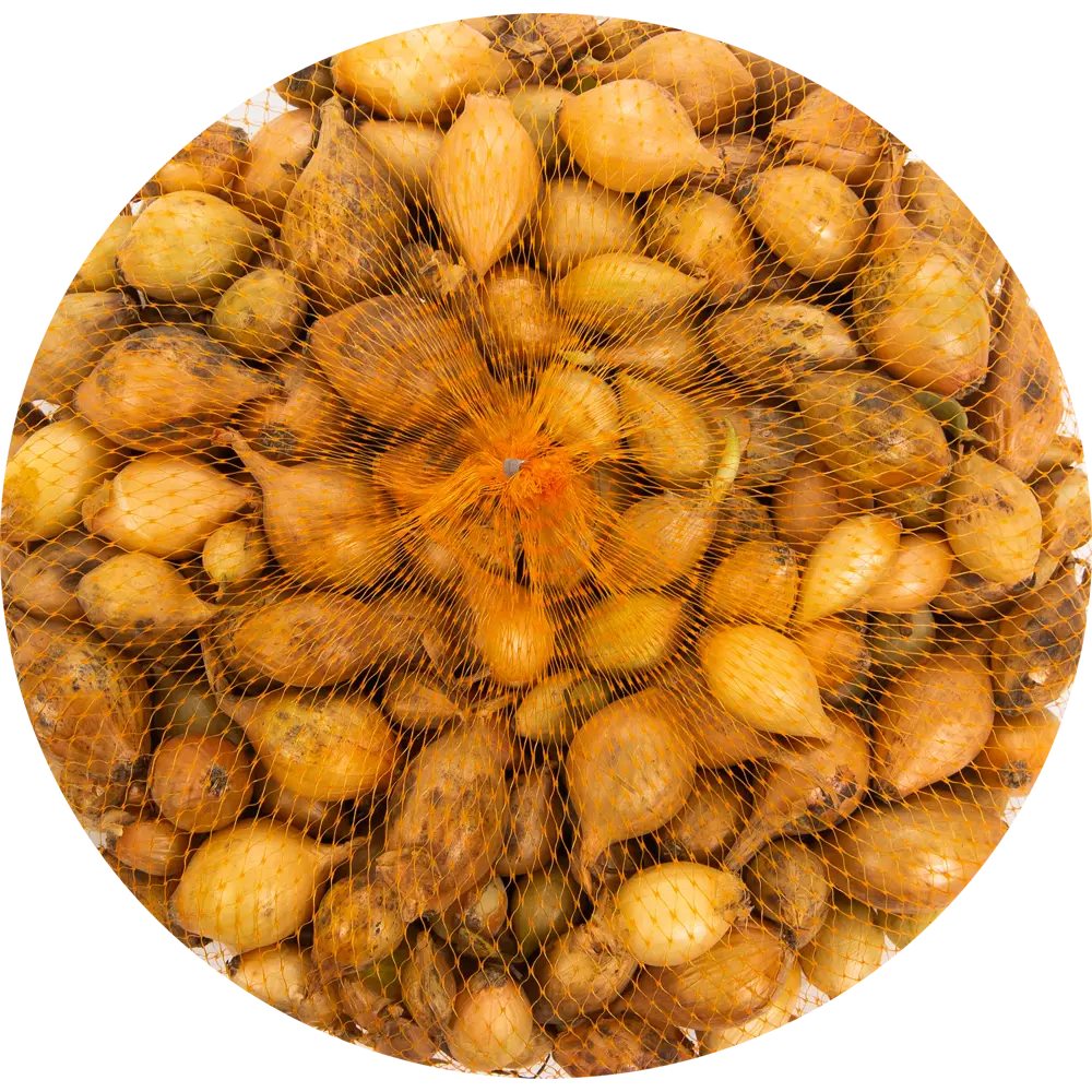 Лук-севок Центурион 10/21 0.5 кг Santreyd STLM-2155219