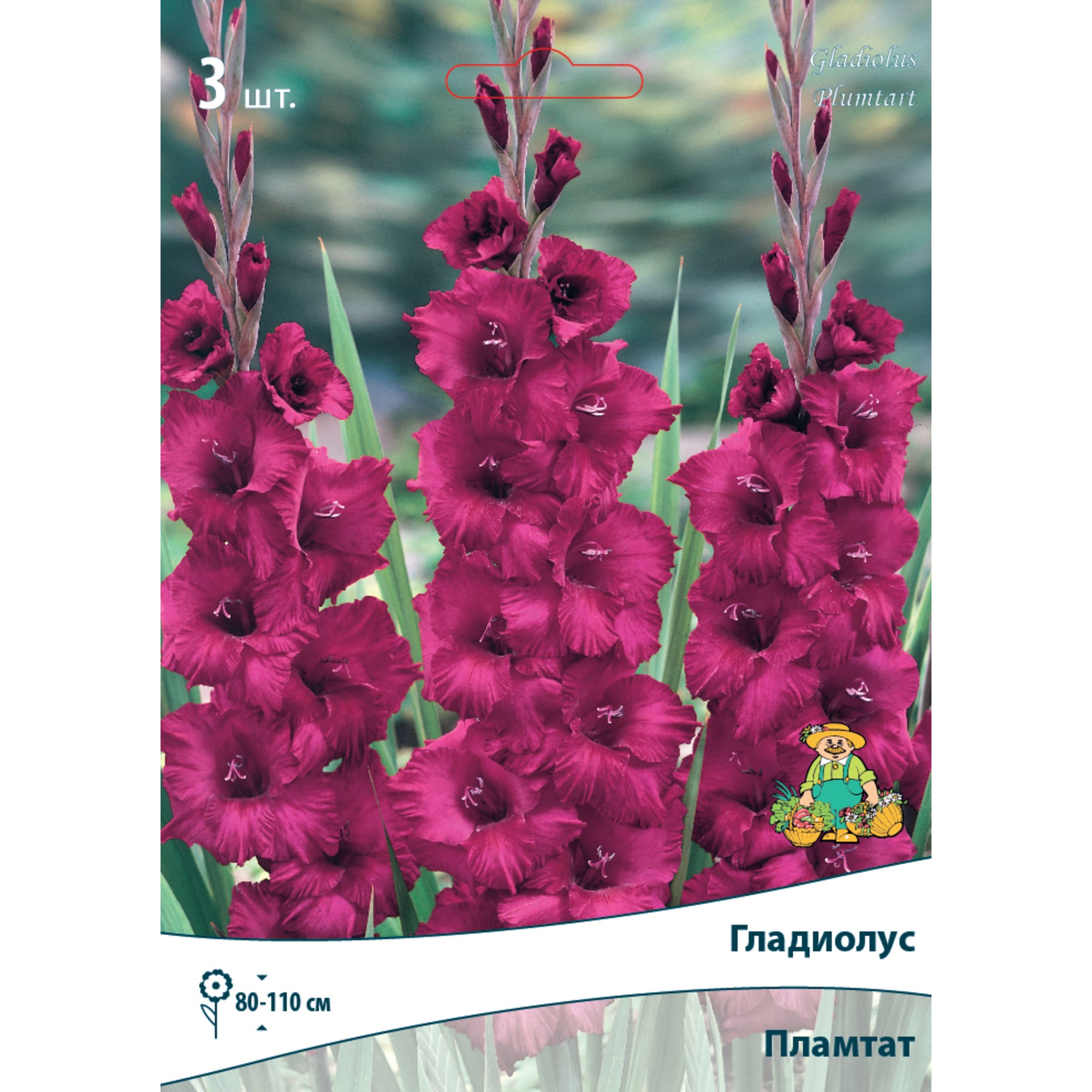 83596926 Гладиолус крупноцветковый Пламтат луковица 10/12 Santreyd 