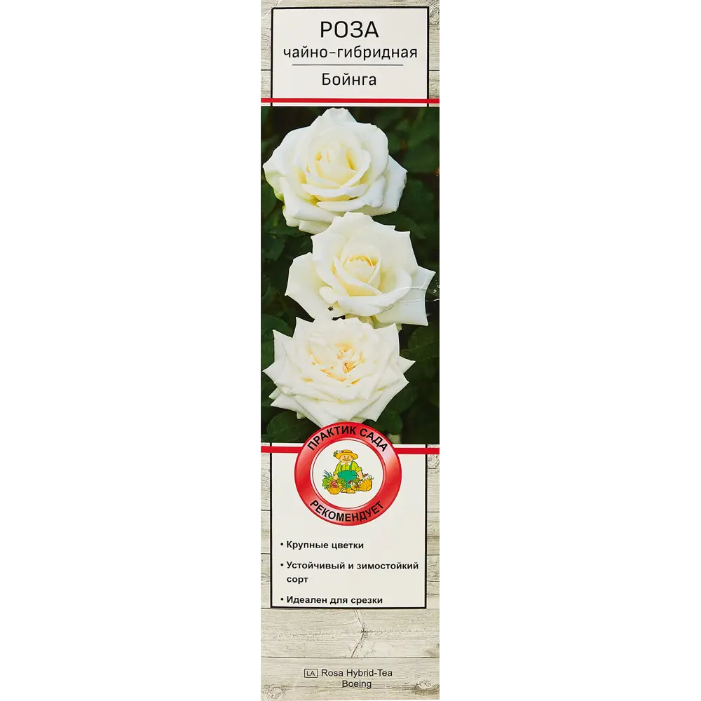 Роза чайно-гибридные «Бойнга» 18346149 STLM-2022211 Santreyd 