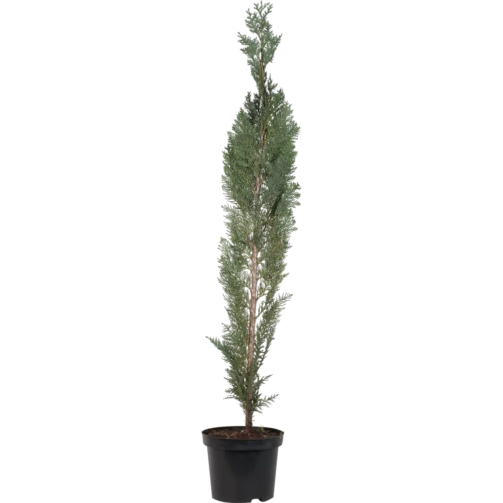 Кипарисовик лавсона «Элвуди» C3 60-70 см 82174067 STLM-2085371 PLANTMARKET 