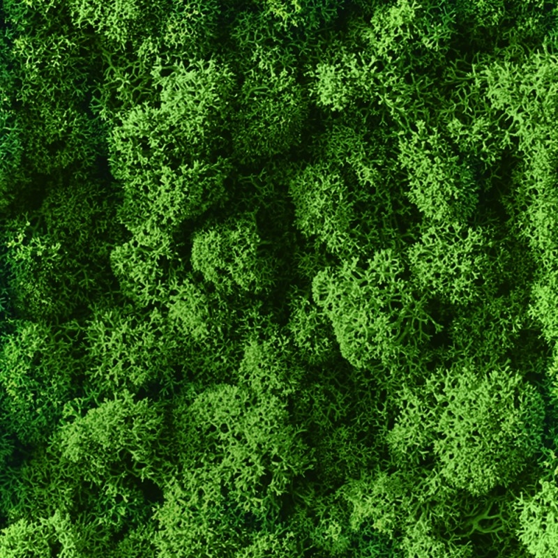 VER001 Лишайник Adriani e Rossi 01 Мох светло-зеленый  - Вид №6