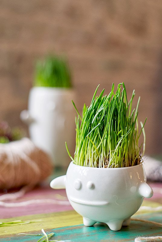 Набор для выращивания eco "Кру" ЭКОЧЕЛОВЕКИ  254572 Белый  - Вид №4