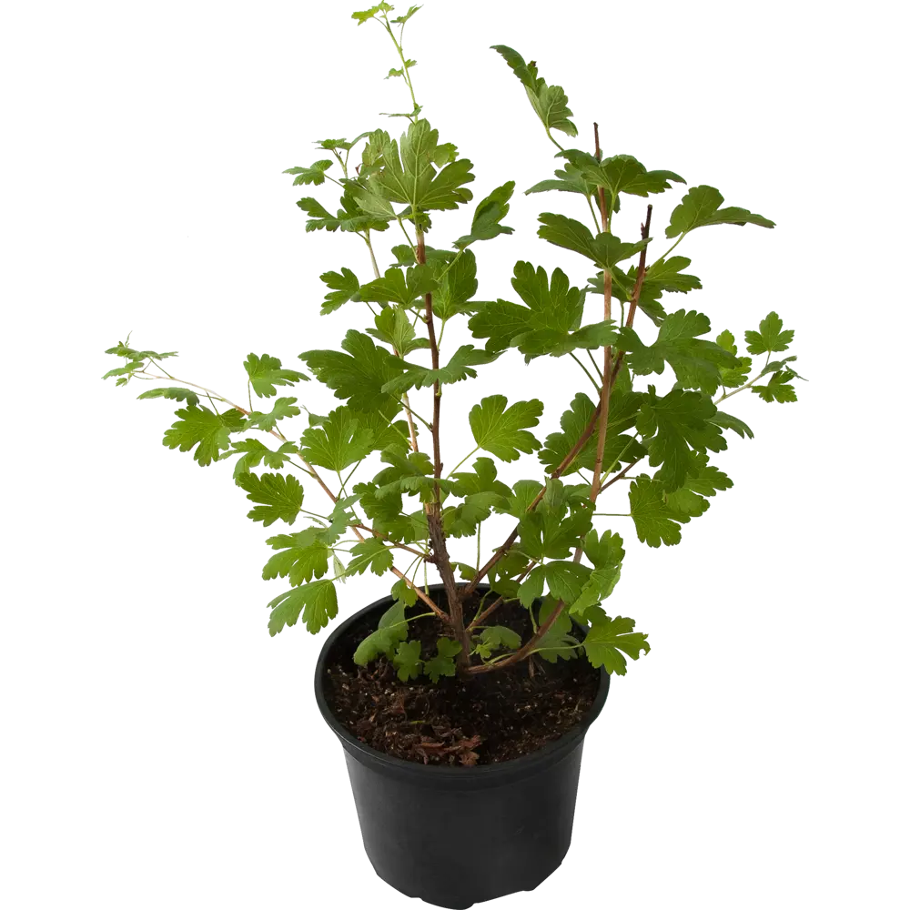 Крыжовник Шершневский от Santreyd - сладкие ягоды для вашего сада 82585425 STLM-0963926