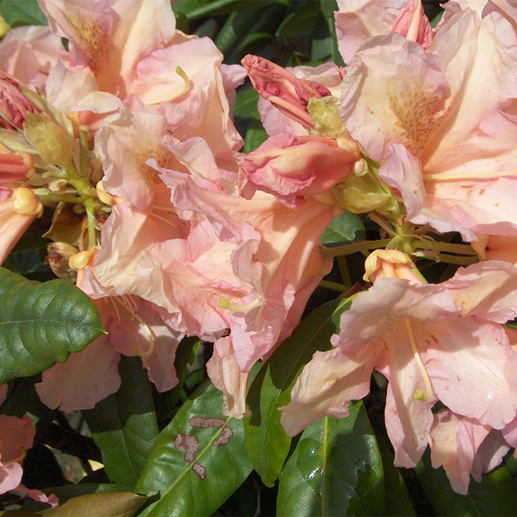 17892236 Рододендрон Оранжина, Р9 Santreyd  - Вид №1