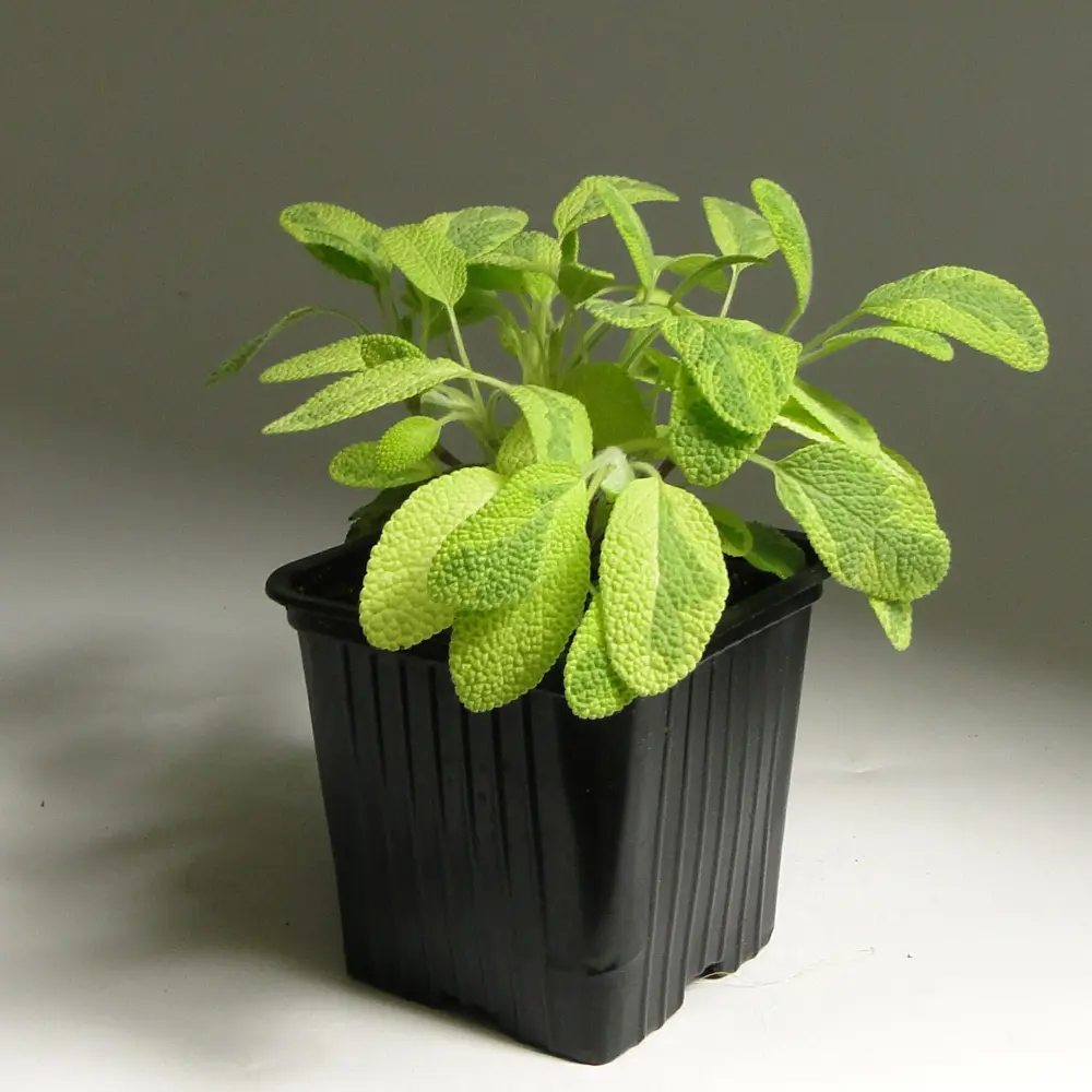 Сальвия ø9 h15 см Santreyd STLM-2004757