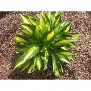 Хоста Лэйксайд Литтл Тафт - многолетнее корневище для сада 89433507