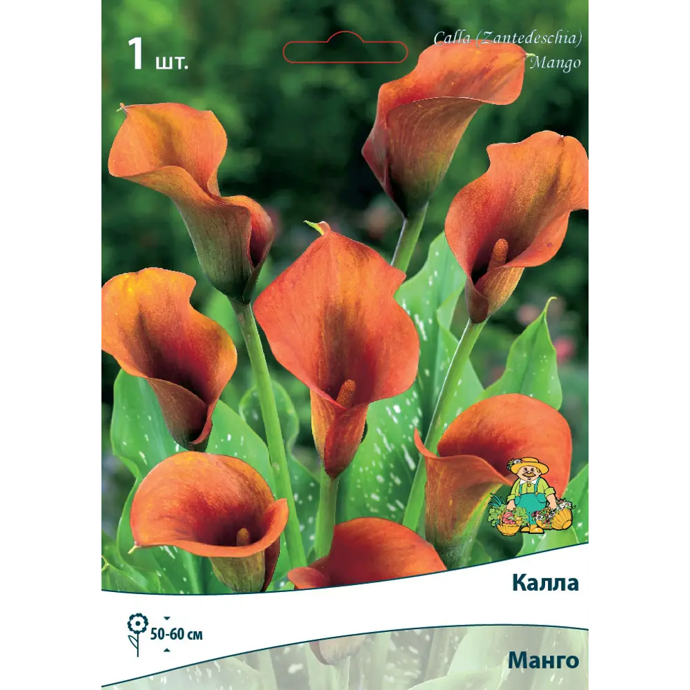 Калла Манго 14/16, 1 шт 82534984 STLM-2156205 Santreyd 