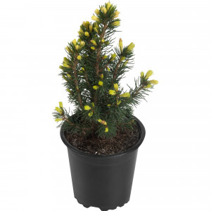 82601651 Ель канадская «Дэйзис Уайт» 10x15 см