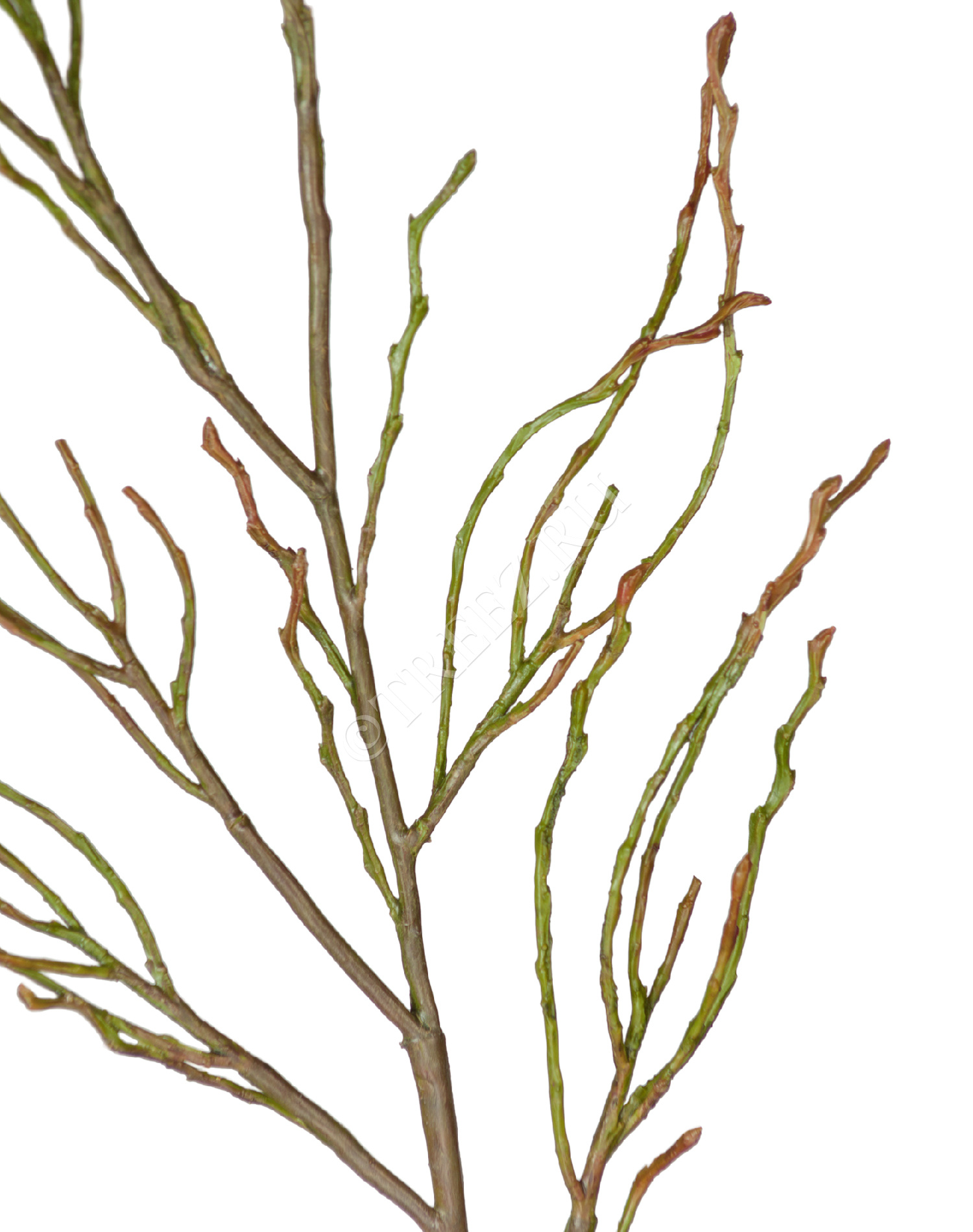 30.0611064 Ветвь зелёно-коричневая Цветочная коллекция  - Вид №1