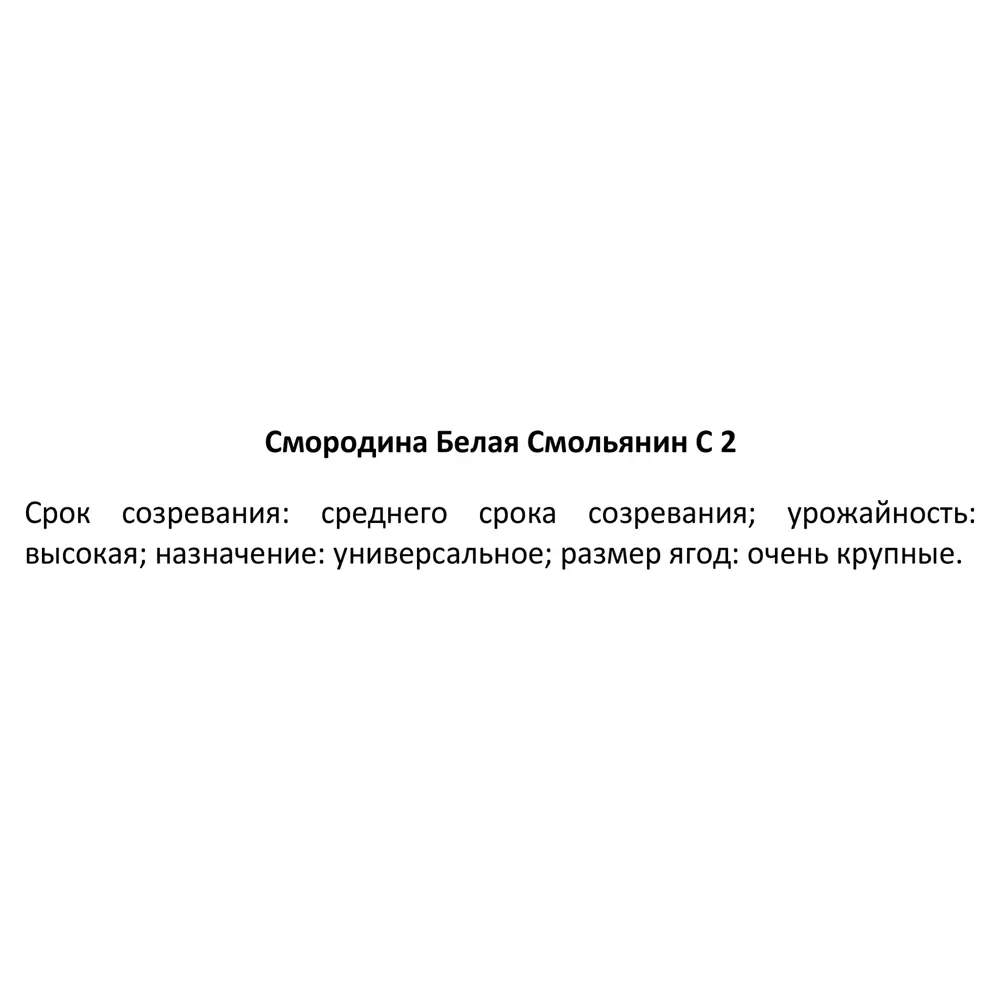 Santreyd Смородина Смоляниновская Белая - саженец для сада 84347447 STLM-0048737 - Вид №3
