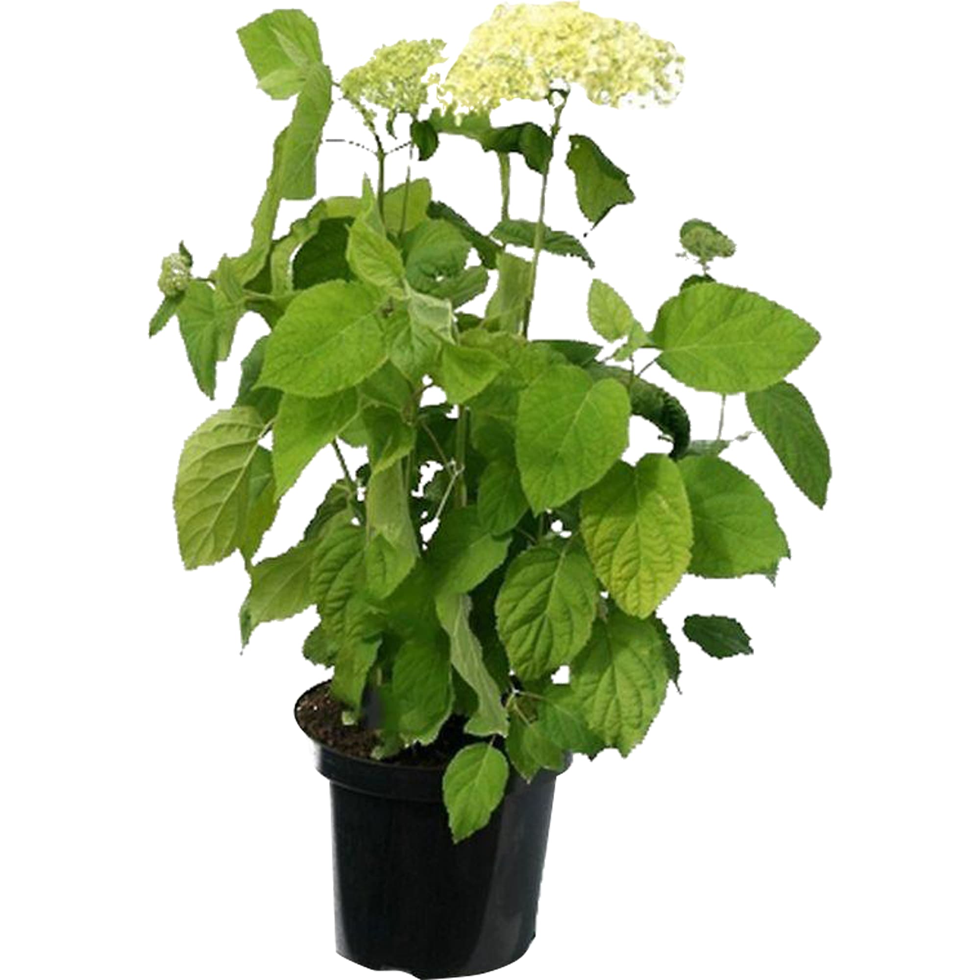 17897475 Гортензия древовидная Анабель (С1,5) Santreyd 