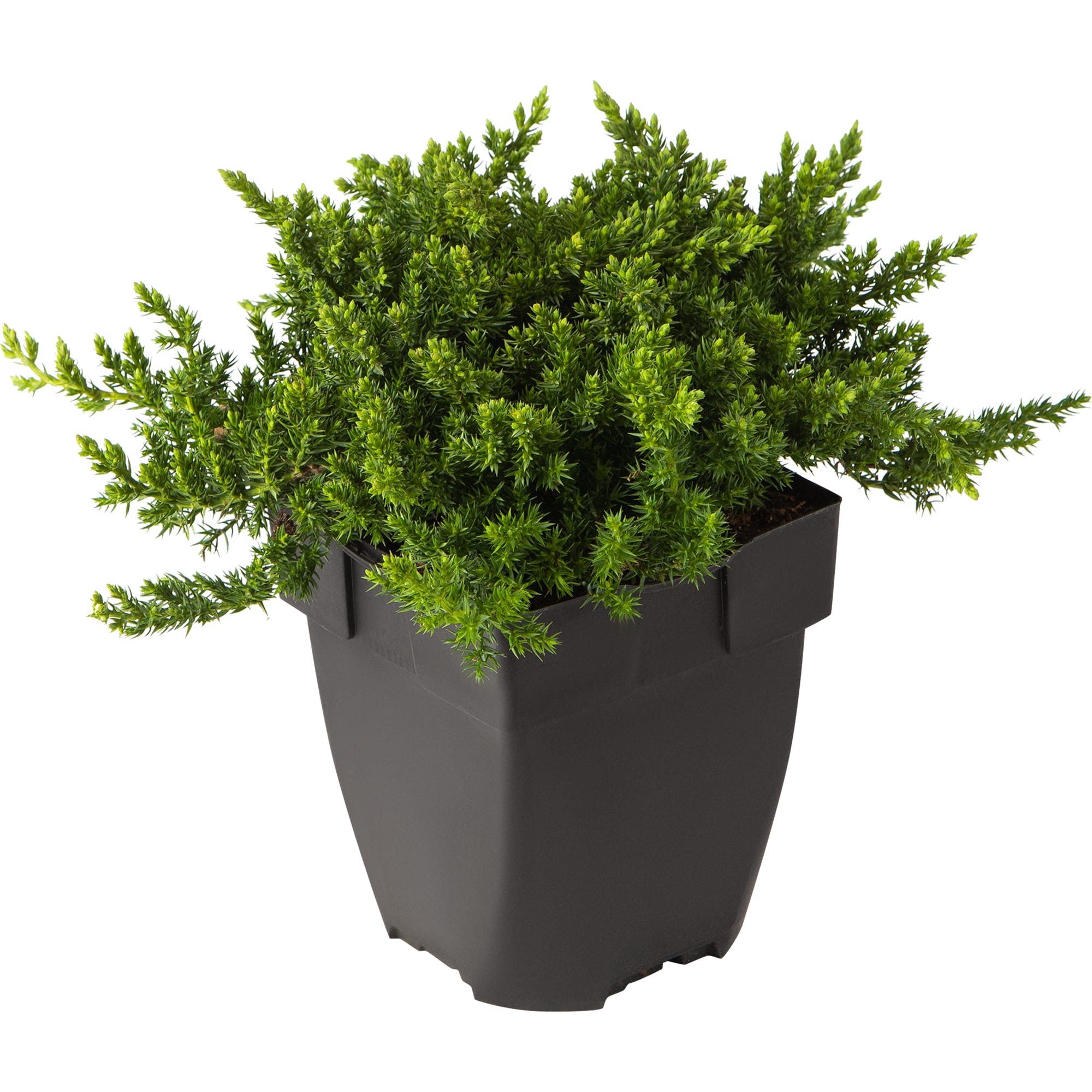 82621049 Можжевельник прокумбенс «Нана» 17x25 см Santreyd 