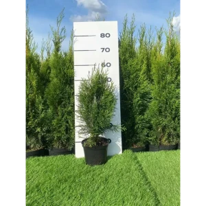 Туя Литл Чемпион Santreyd - шаровидный хвойный кустарник для сада 89355456