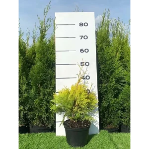 Туя Еллоу Риббон h20 - 40 см 89355452 STLM-2180765