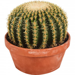 82850424 Эхинокактус Грузони 23х25 см