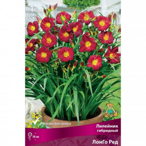 83597566 Лилейник гибридный Лонго Ред луковица I