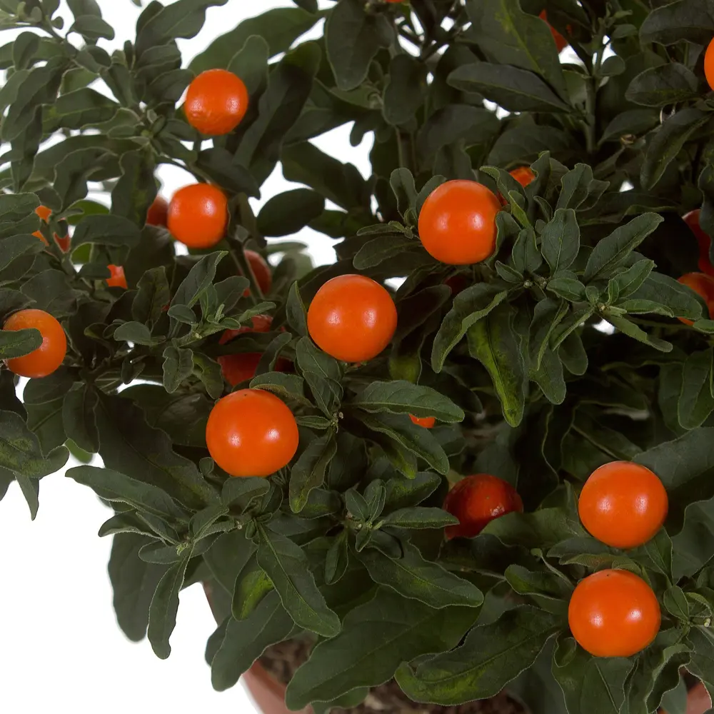 Солянум Псевдокапсикум 12х25 см Santreyd STLM-2162168