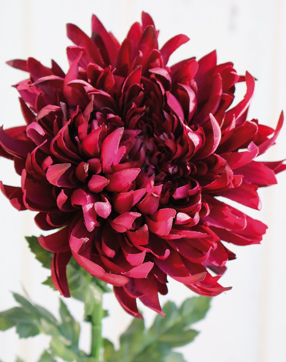 3411 499 a3 Пластиковая хризантема, 62 см, антично-темно-красный H-andreas  - Вид №2