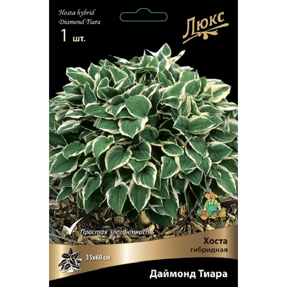 Хоста гибридная Даймонд Тиара ПОИСК STLM-2165066