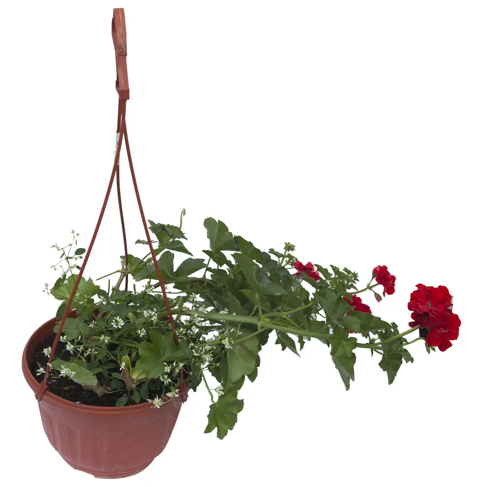 Композиция из ампельных в кашпо, 30x21 см 15983409 STLM-2134835 Santreyd 