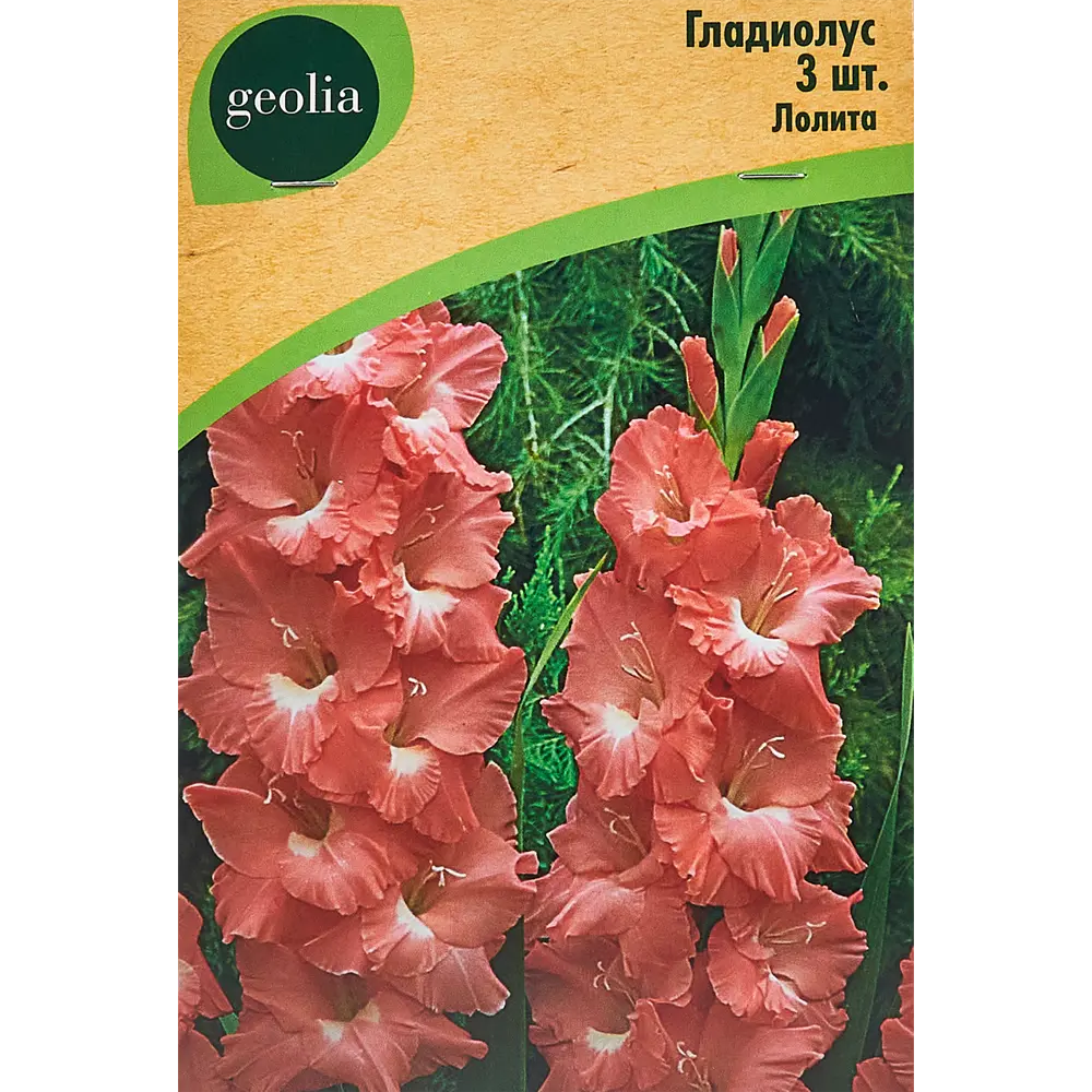 Гладиолус крупноцветковый Лолита Geolia 3 шт 86408548 STLM-2076435 