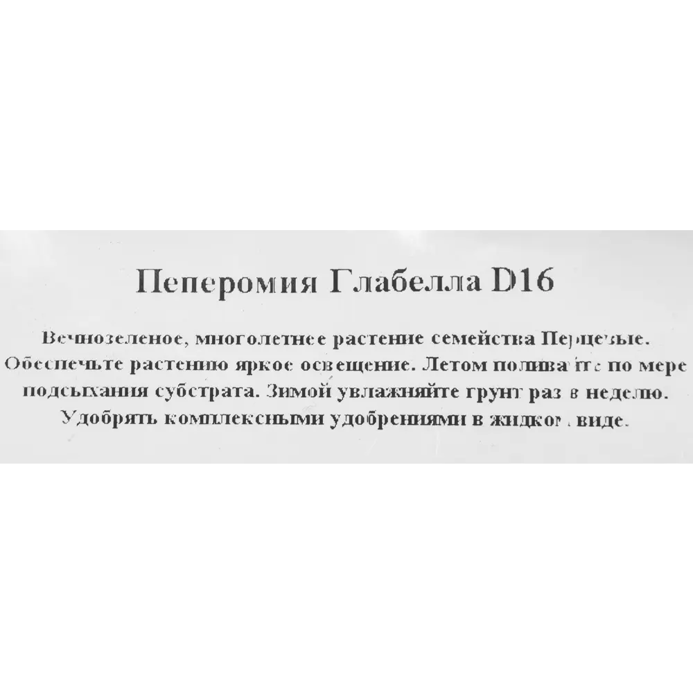 Santreyd Пеперомия Глабелла — комнатное растение для любого интерьера 82560390 STLM-0029930 - Вид №2
