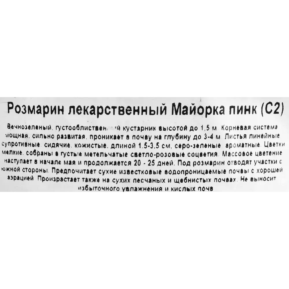 Розмарин лекарственный «Майорка Пинк» 1.5 л h15 см 82219523 STLM-2049882 Santreyd  - Вид №1