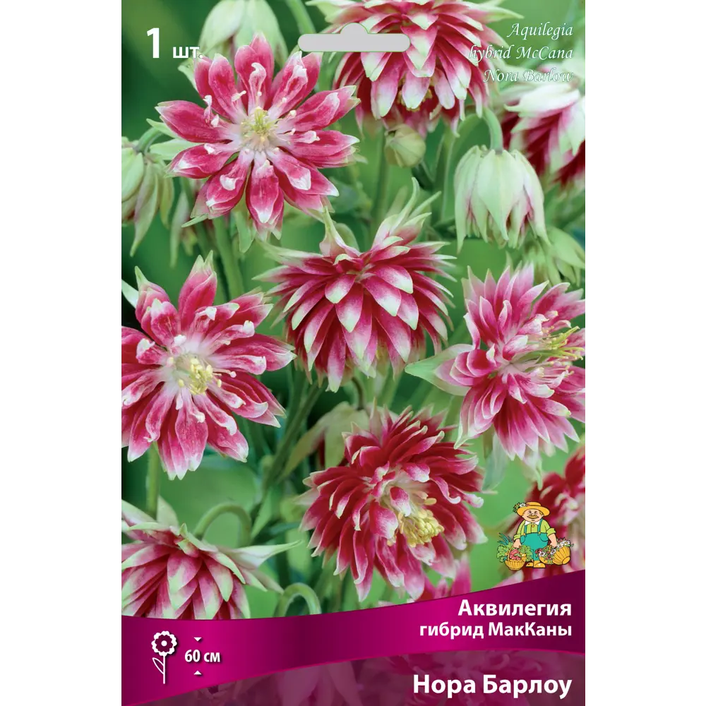 Аквилегия гибрид МакКаны «Нора Барлоу», 1 шт. 82118755 STLM-2091633 Santreyd 