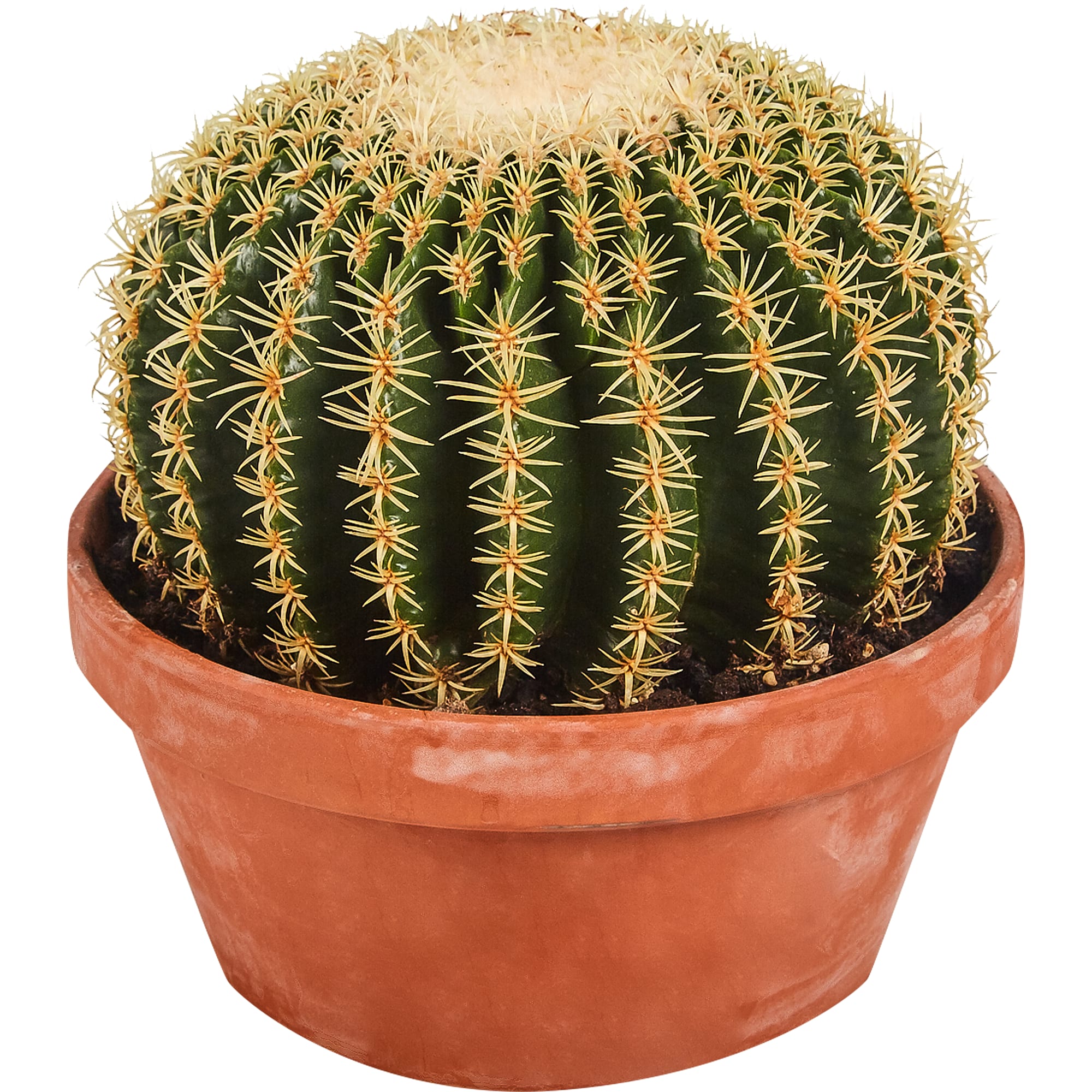 82850424 Эхинокактус Грузони 23х25 см Santreyd 