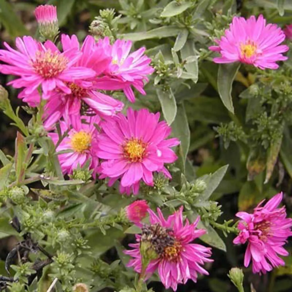 Santreyd Астра кустарниковая - осеннее украшение вашего сада 16572337 STLM-1342691 - Вид №1