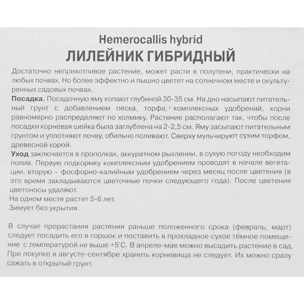 Лилейник гибридный ЭвериДейлили Ред Рибз 86410476 STLM-2052329 ПОИСК  - Вид №2