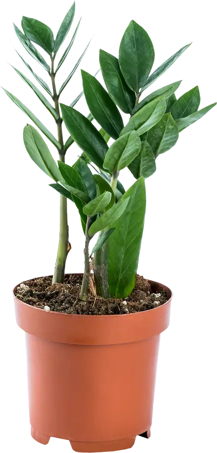 Santreyd Замиокулькас - долларовое дерево для дома и офиса 14750662
