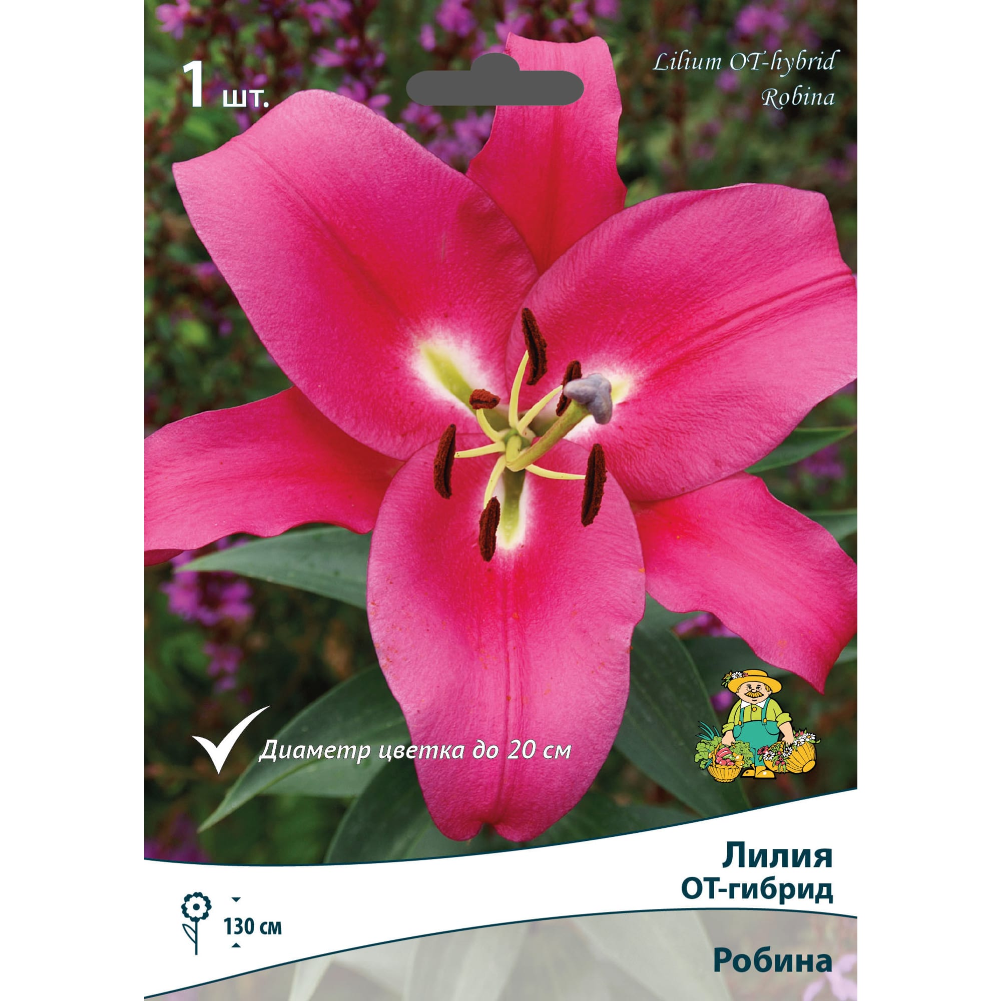 83597470 Лилия ОТ-гибрид Робина луковица 14/16 Santreyd 