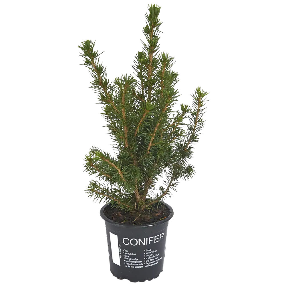 Ель Коника 9x35 см Santreyd STLM-2138088