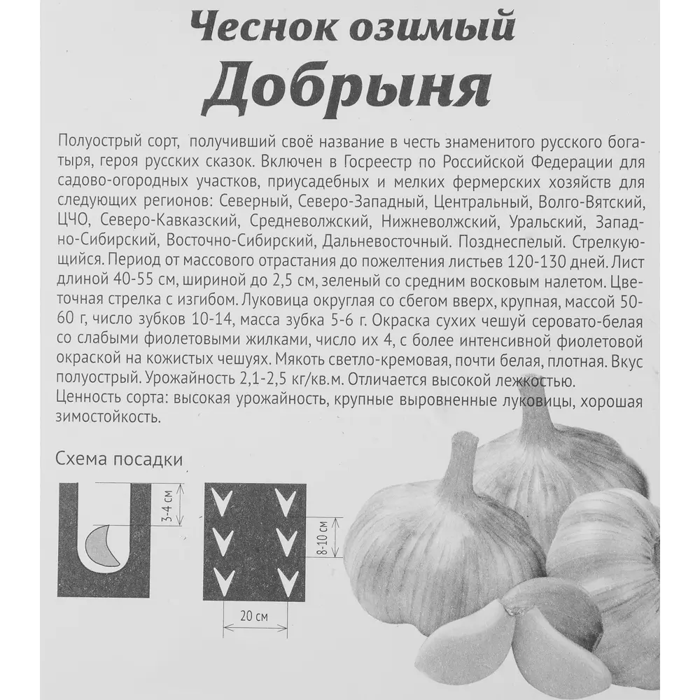 Santreyd Чеснок озимый Добрыня - 7 луковиц для богатого урожая 85273428 STLM-0954836 - Вид №2