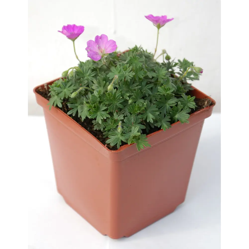 Герань кроваво-красная Santreyd - цветущий многолетник 25 см 84845138 STLM-0055985