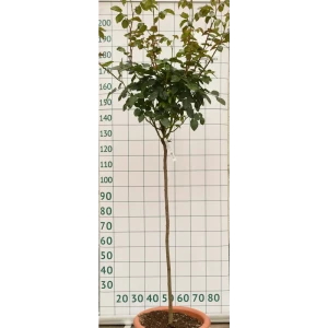 Роза штамбовая «Свит Лав» 45x90 см 82676646 STLM-2097374