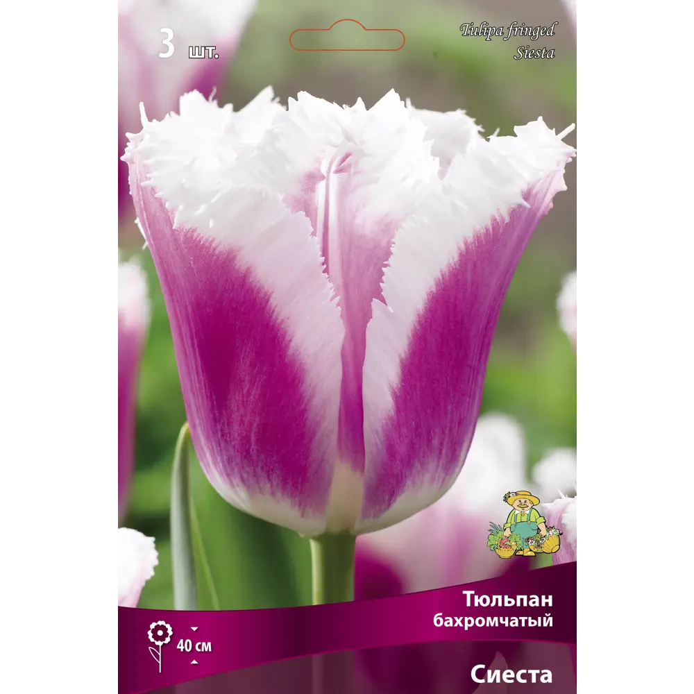 Тюльпан бахромчатый Сиеста 3 Шт 10/11, 3 шт. 89381351 STLM-2125705 ПОИСК 