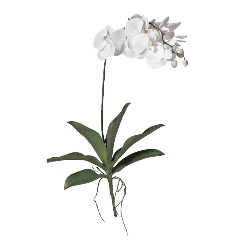 L41X22 Большой цветок орхидеи Adriani e Rossi  - Вид №1