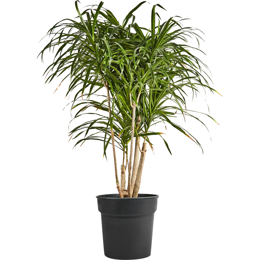 Драцена Анита от Santreyd — элегантное комнатное растение для чистого воздуха 87819505 STLM-0952292