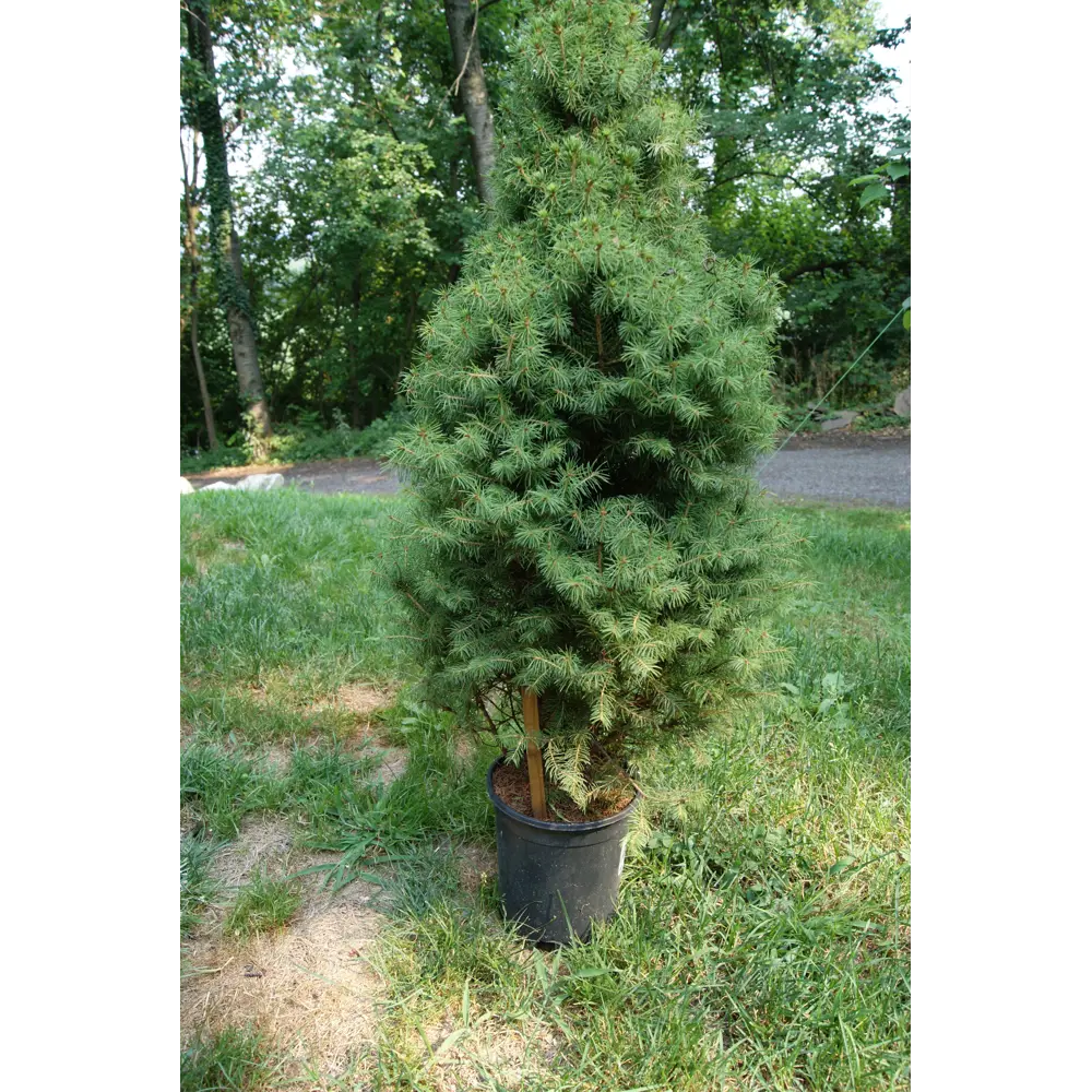 Ель сизая канадская «Коника» 9x15 см Santreyd STLM-2056833 - Вид №2