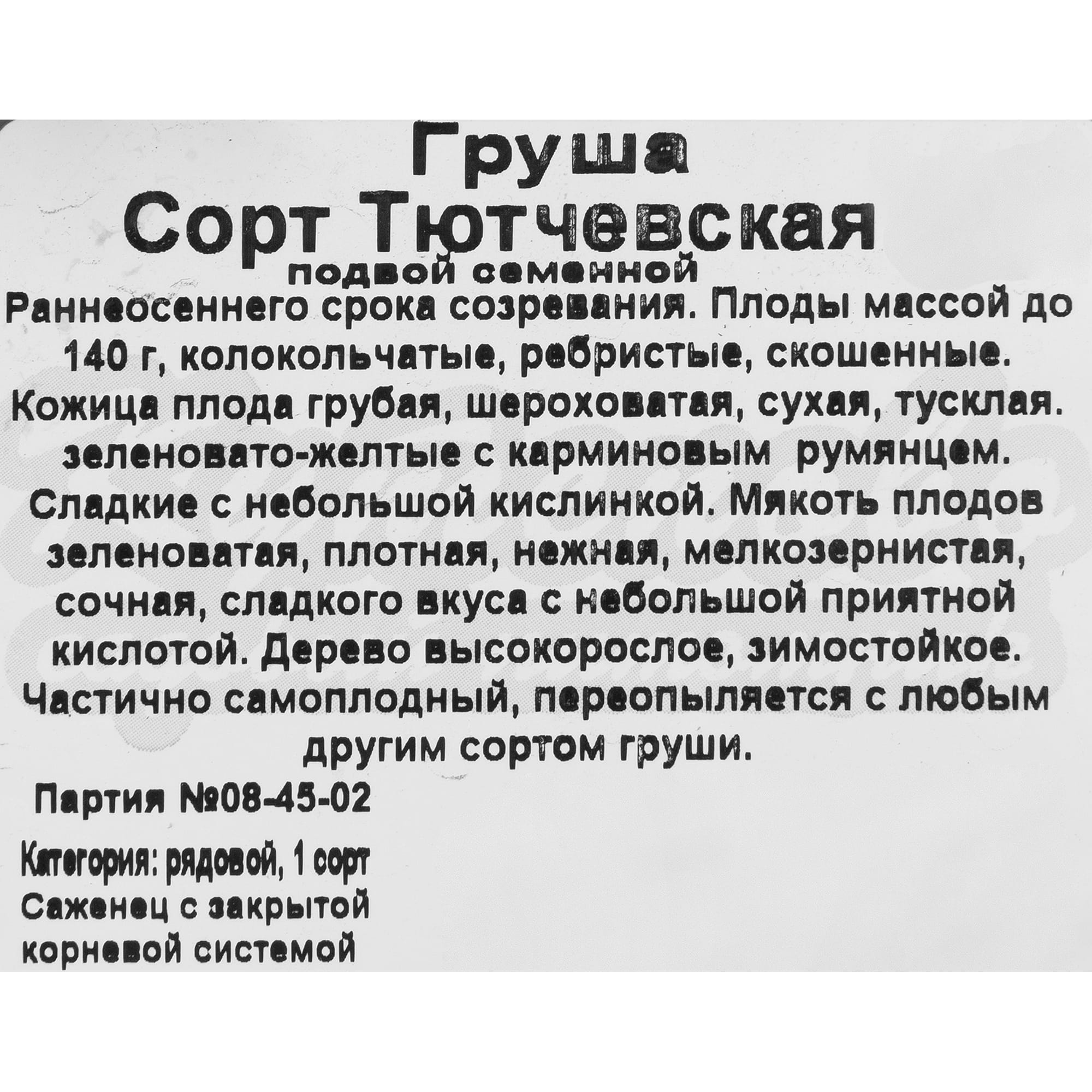 82597066 Груша «Тютчевская» C4 высота 140 см Santreyd  - Вид №1
