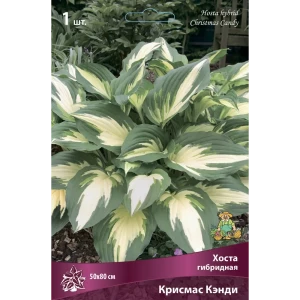 Хоста гибридная Крисмас Кэнди 85205274 STLM-2058204
